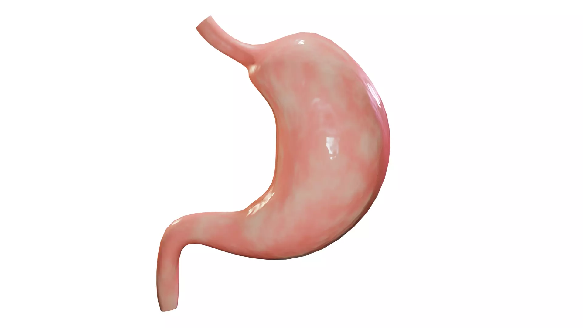Stomach Human Anatomy Free low-poly 3D model
