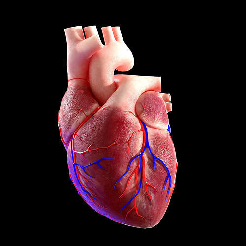 Human heart Low-poly 3D model Low-poly 3D model