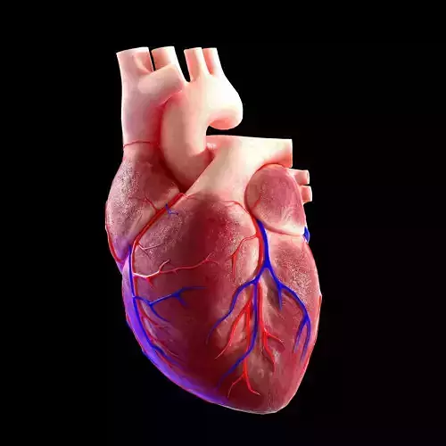 Human heart Low-poly 3D model Low-poly 3D model