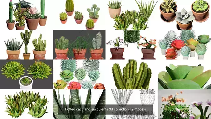 Potted cacti and succulents 3d collection 