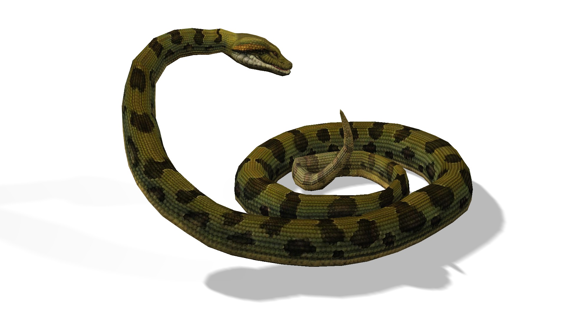 Animated Anaconda Rigged Low-poly 3D model_1