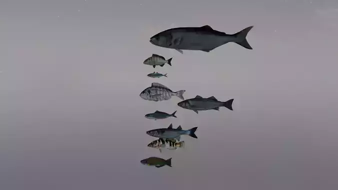 Mediterranean Fishes Set Nine piece  low-poly 3D model FREE Free low-poly 3D model