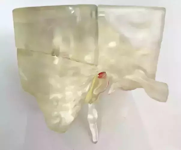 3-Part Temporal Bone Model with Middle and Inner Ear Structures 3D print model