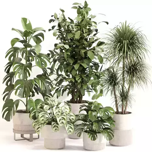 Indoor Plant Set 0113