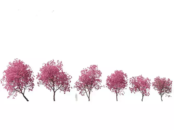 Handroanthus impetiginosus - Pink Trumpet Tree