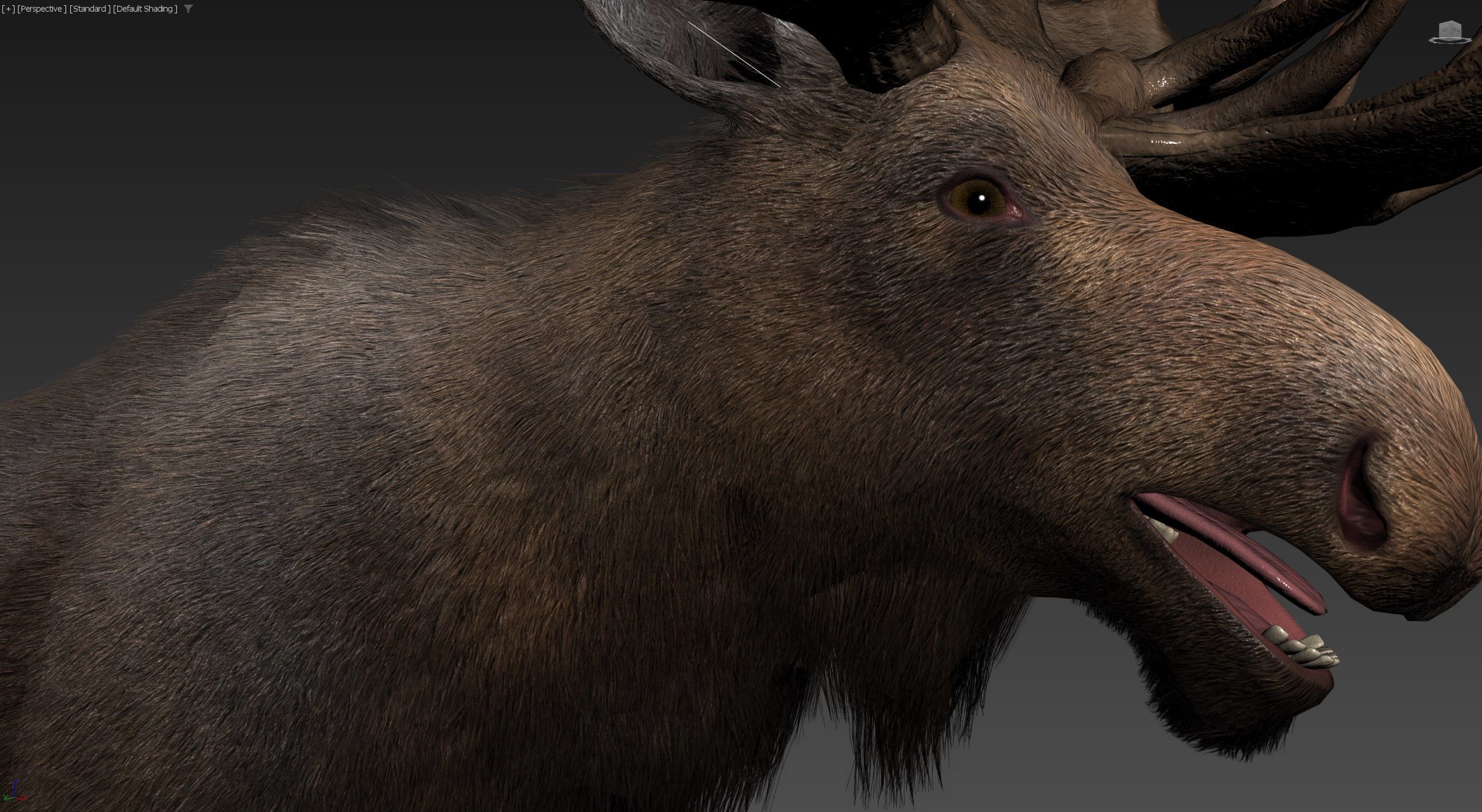 Realistic Moose Low-poly 3D model_27