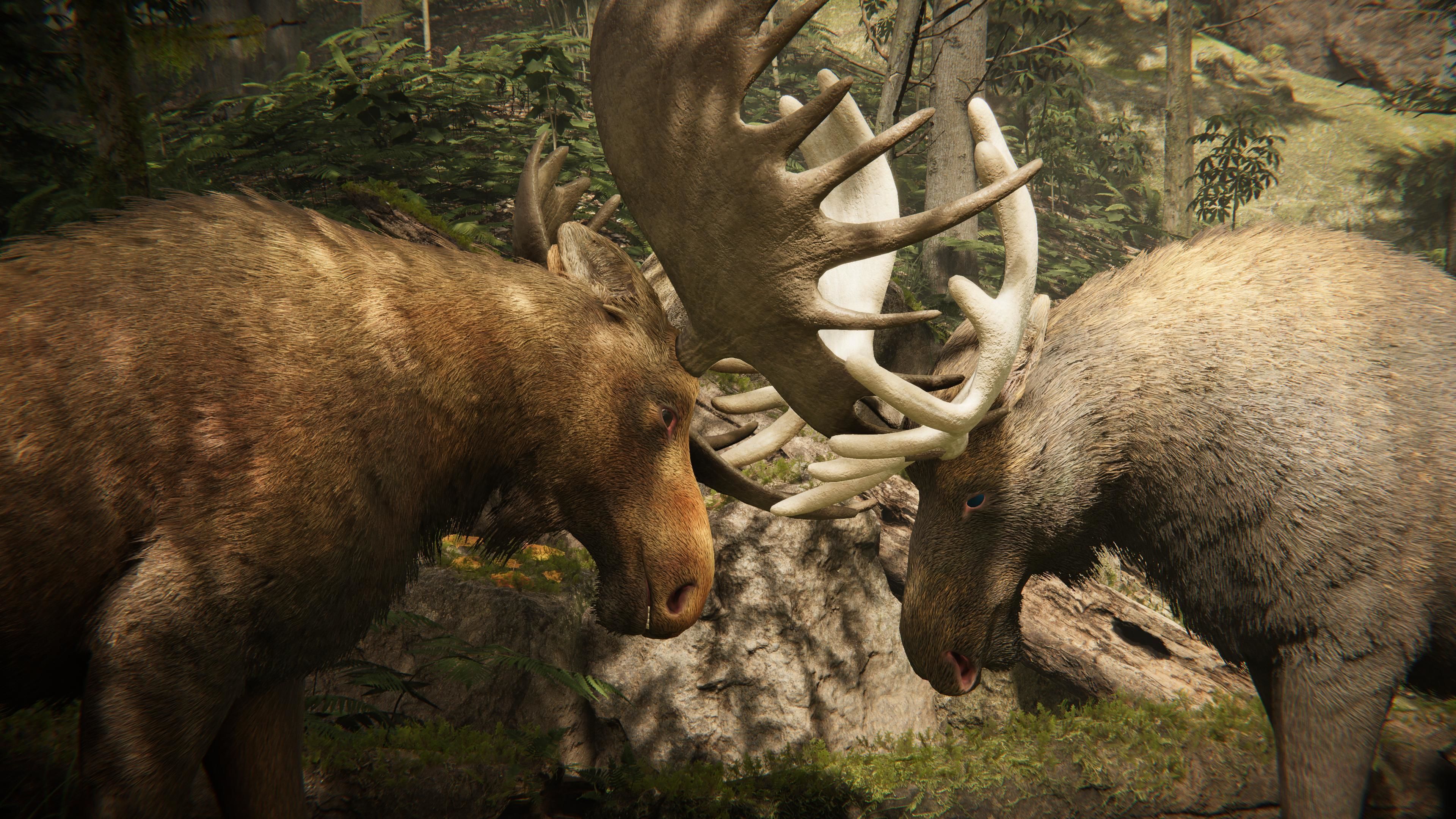 Realistic Moose Low-poly 3D model_20