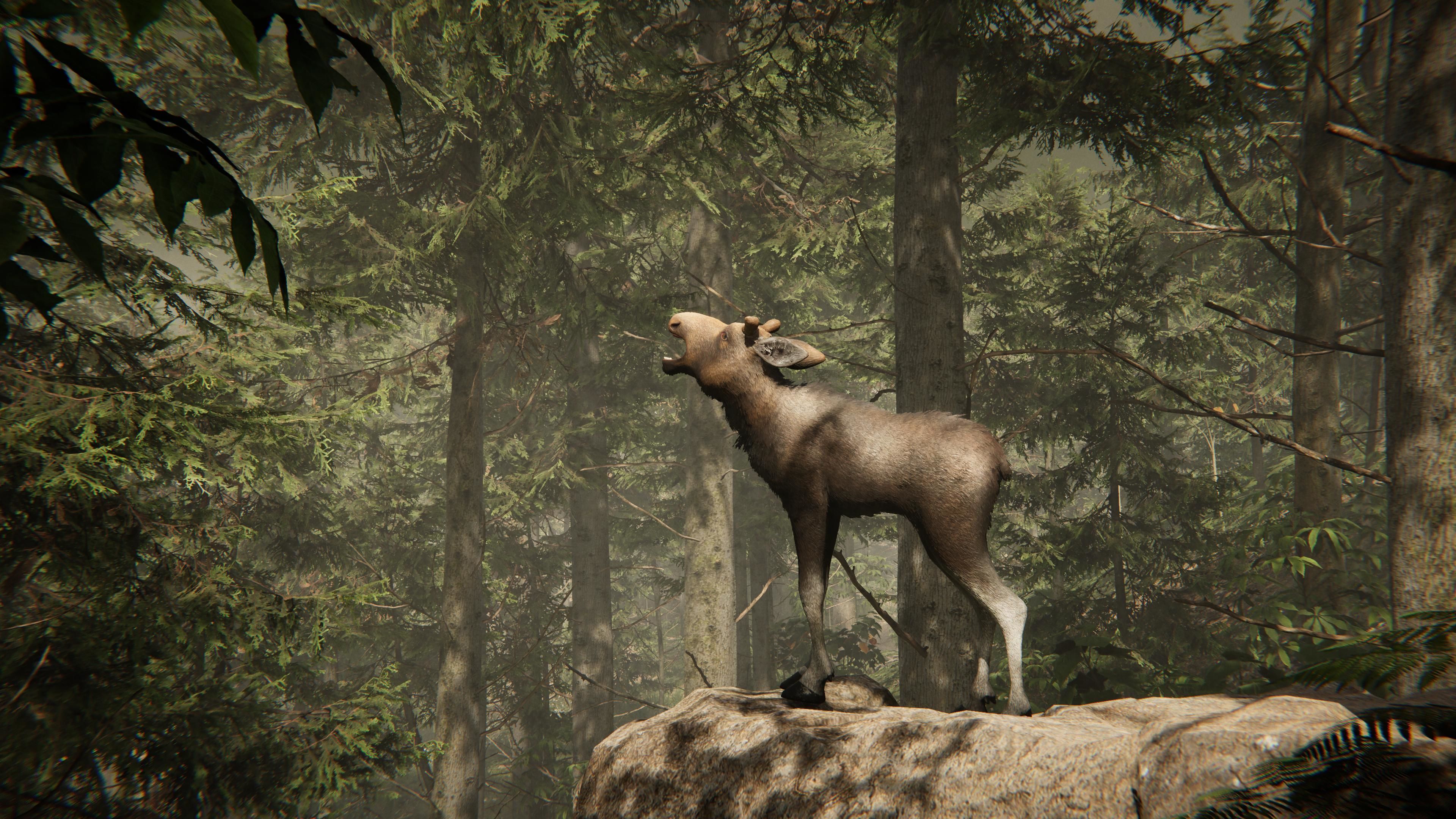 Realistic Moose Low-poly 3D model_17