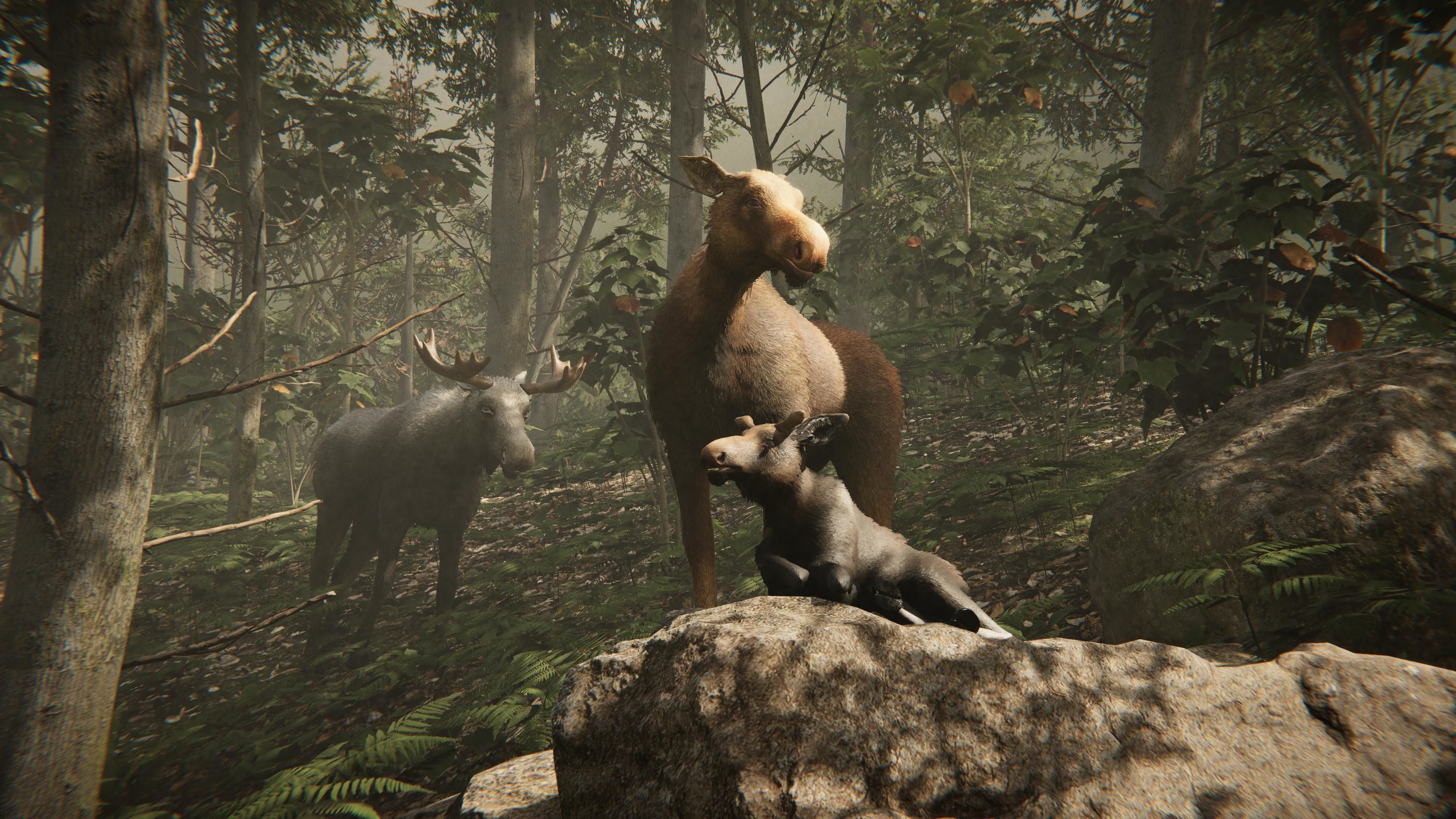 Realistic Moose Low-poly 3D model_18