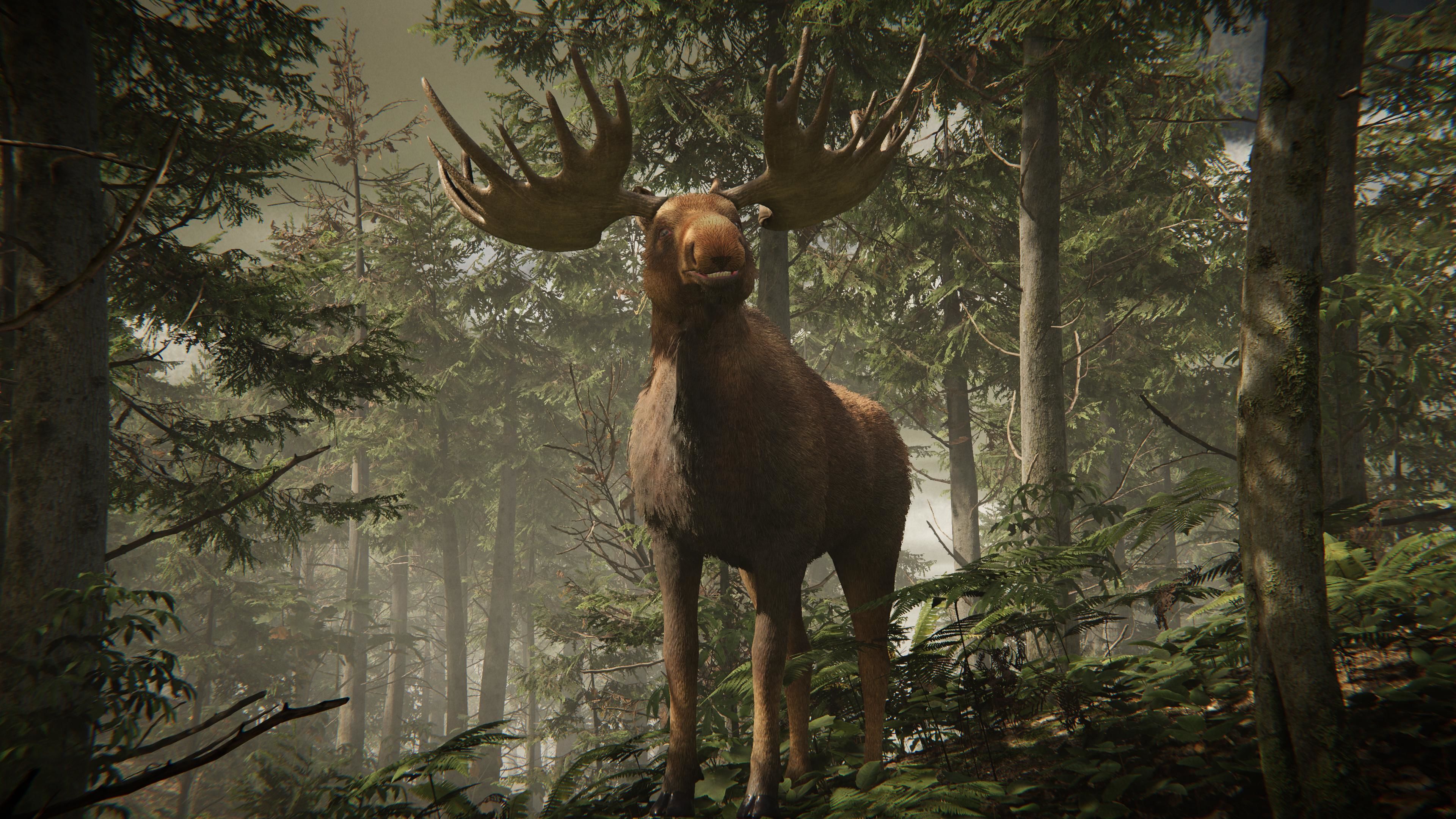 Realistic Moose Low-poly 3D model_21