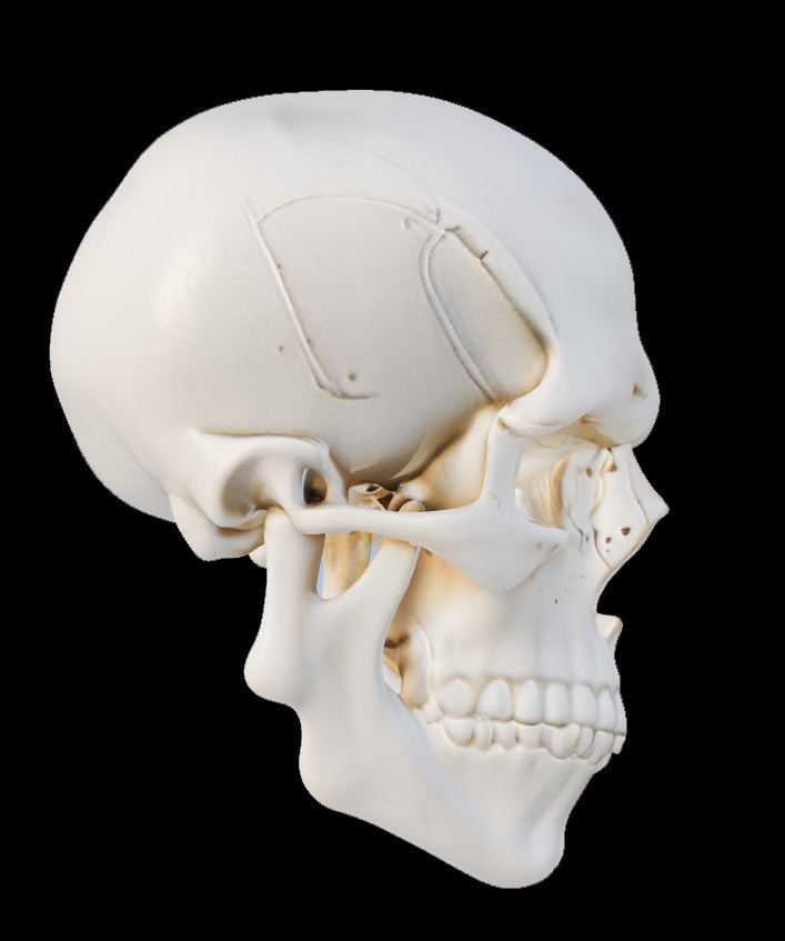 Human Skull 3D model_1