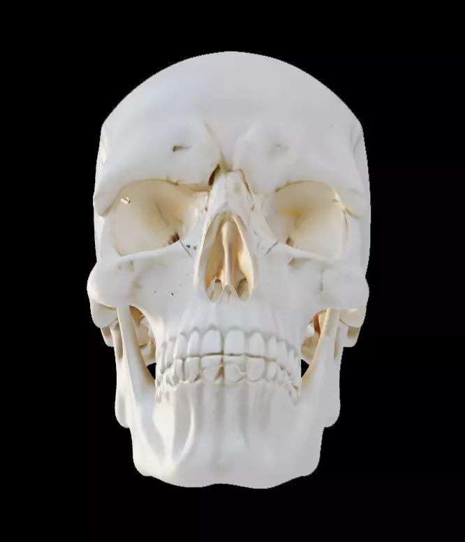 Human Skull 3D model_0