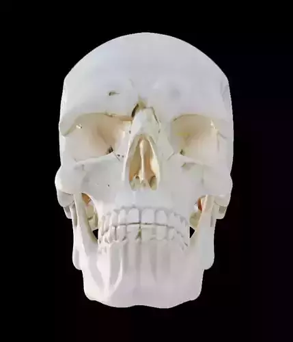 Human Skull