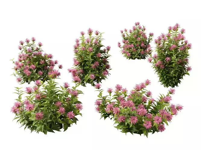 Justicia carnea - Brazilian Plume 