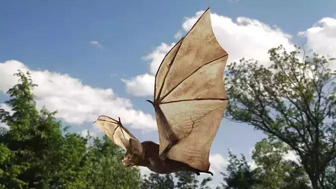 Little Brown Bat  3D model