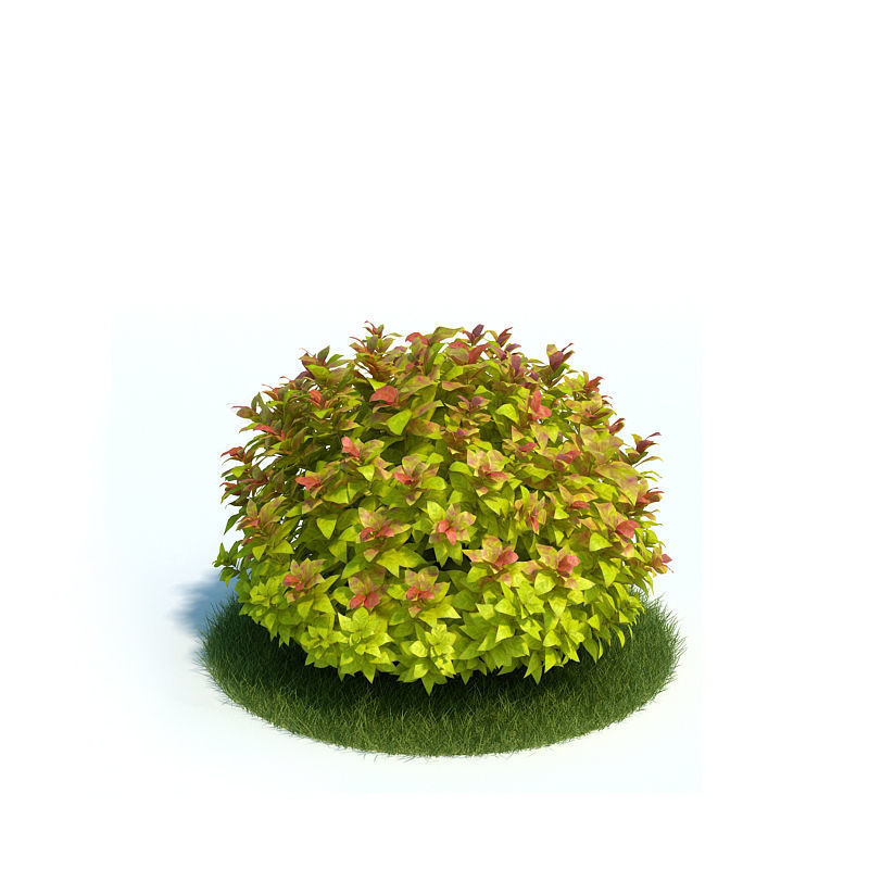 tree and bush 3D model_1