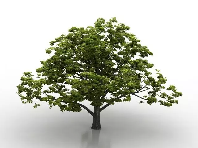 tree and bush 3D model_0