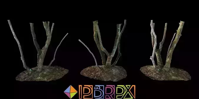 PBRPX Quercus acuta Trunk 01 Low-poly 3D model