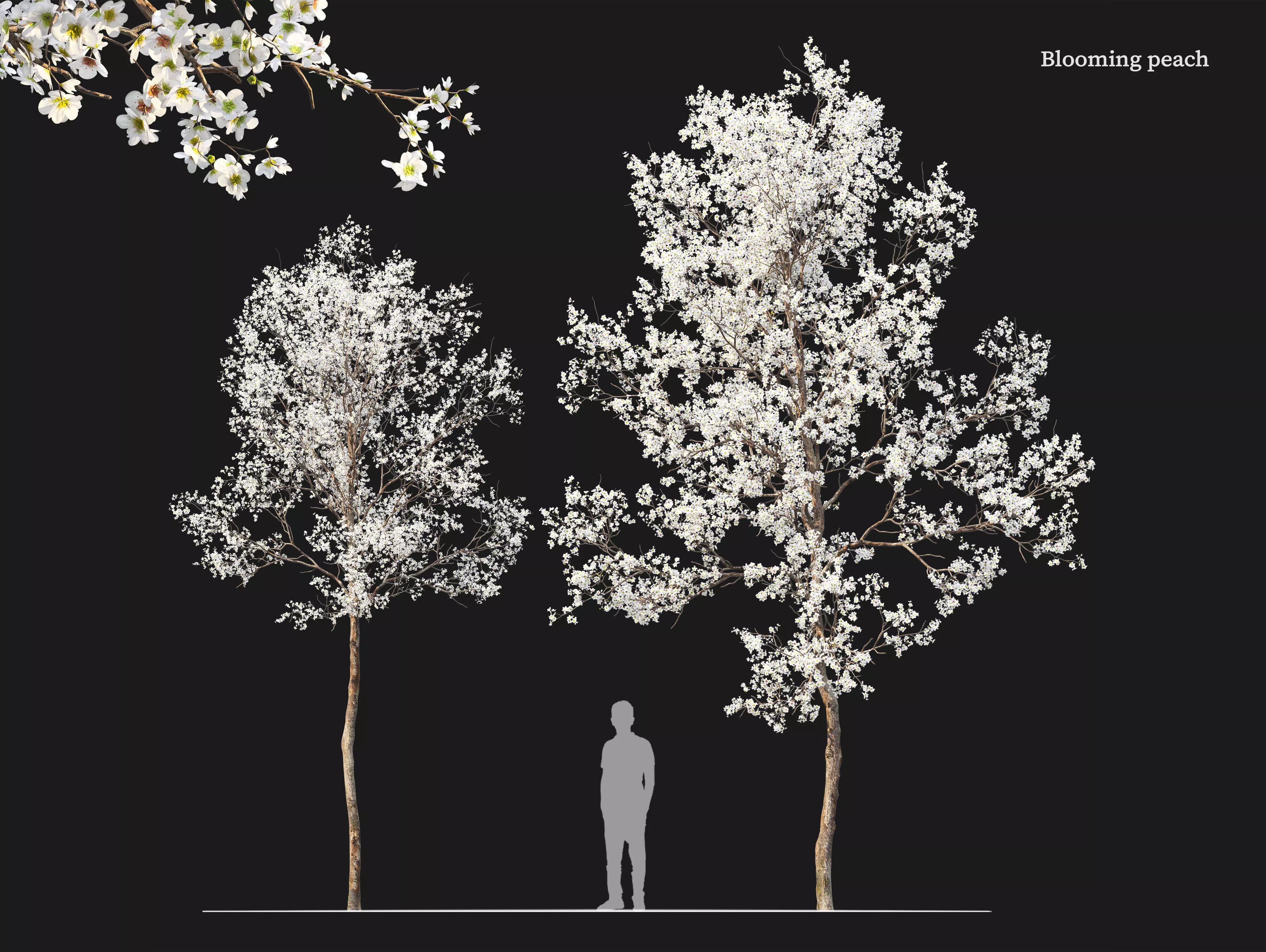 Blooming peach tree 3D model_0