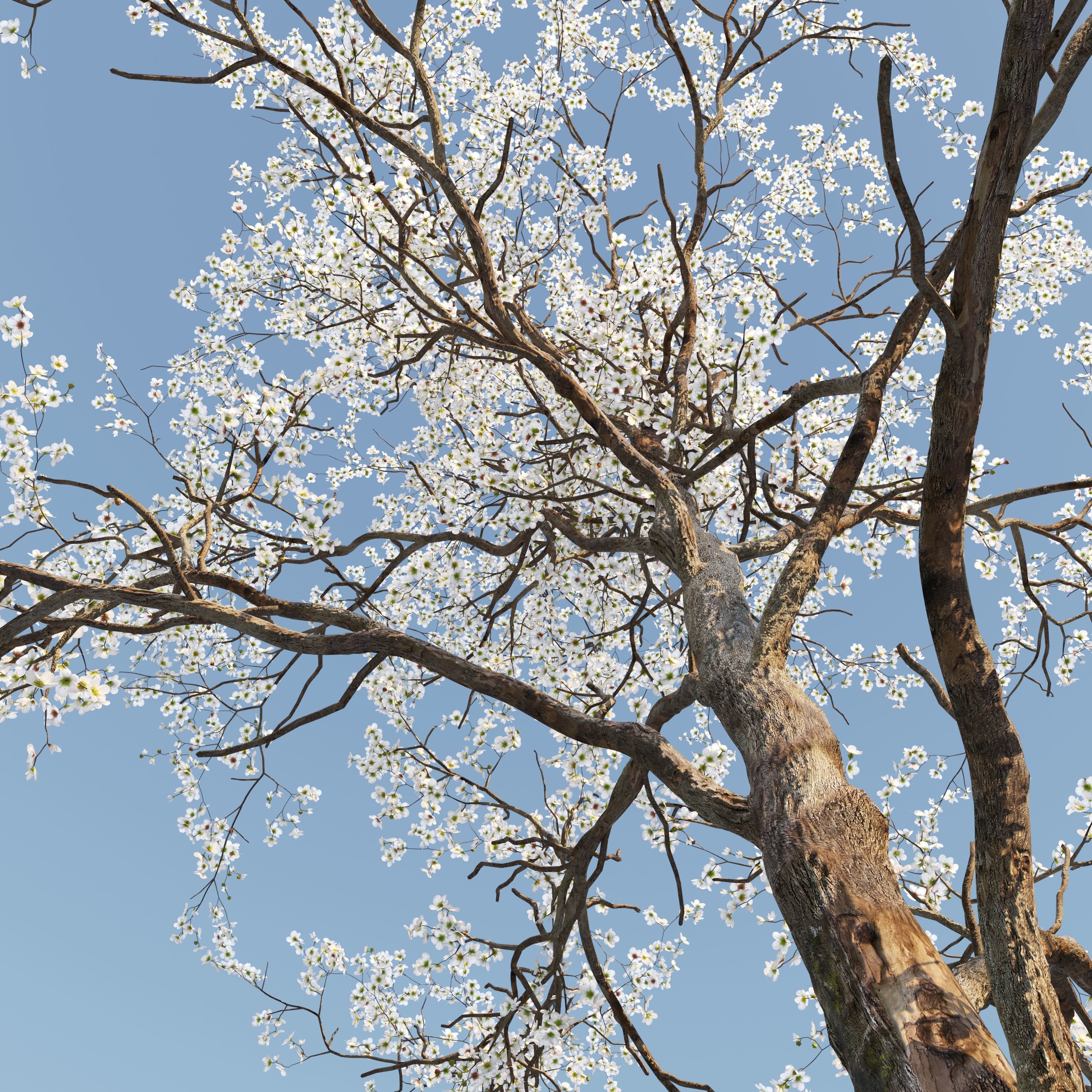 Blooming peach tree 3D model_2