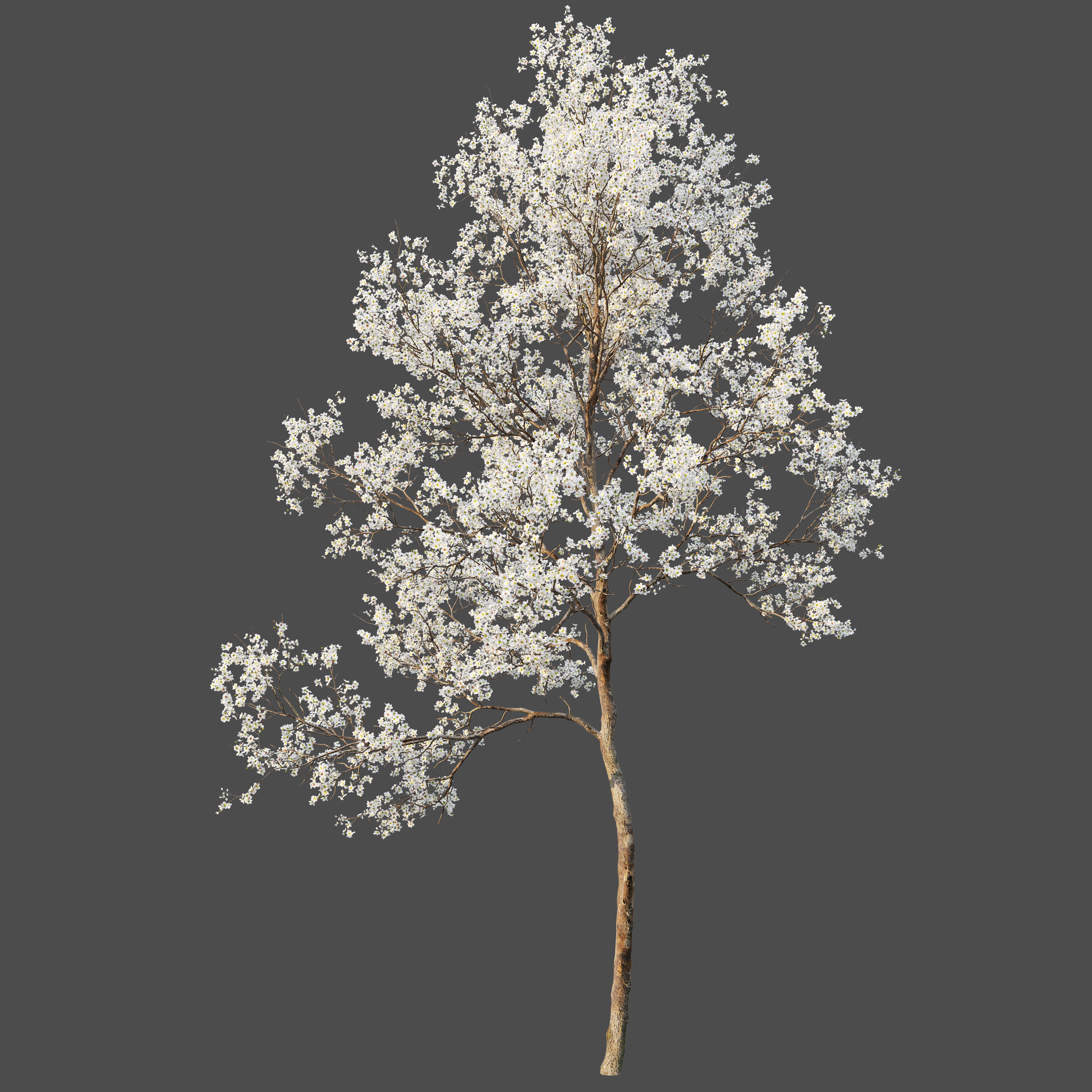Blooming peach tree 3D model_1