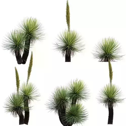 Dasylirion serratifolium - Desert Spoon 3D model