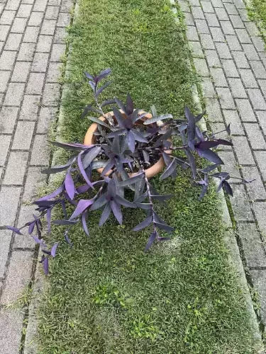 Tradescantia pallida