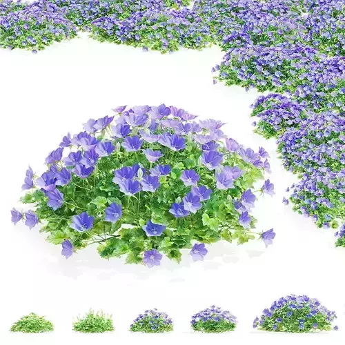 Campanula carpatica flower 3D model