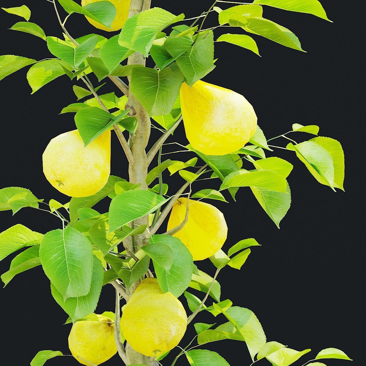 Columnar fruit trees 3D model_11