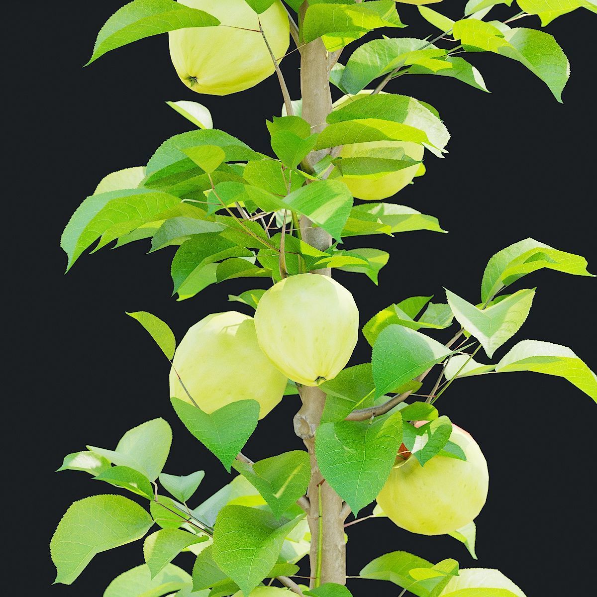 Columnar fruit trees 3D model_12