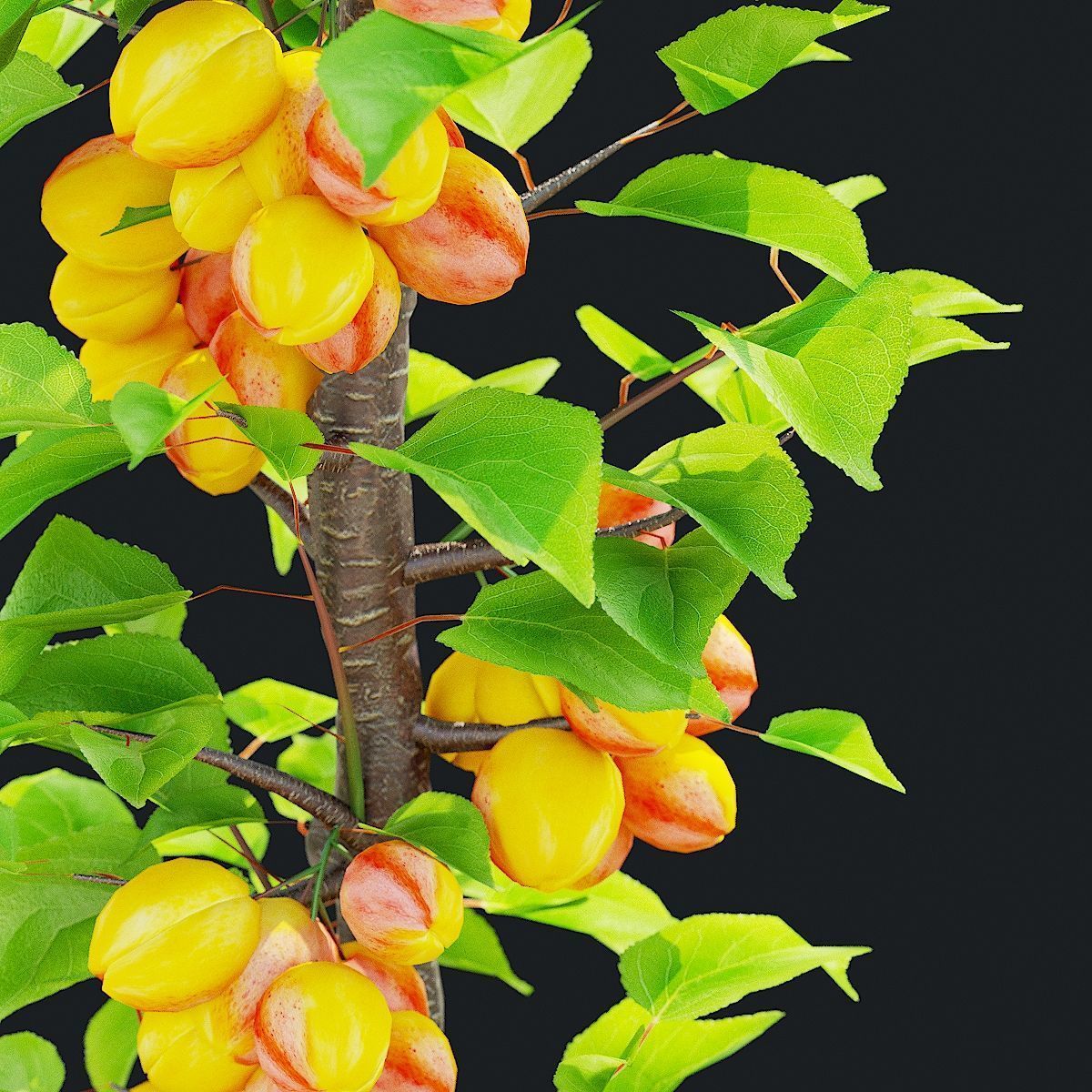 Columnar fruit trees 3D model_10