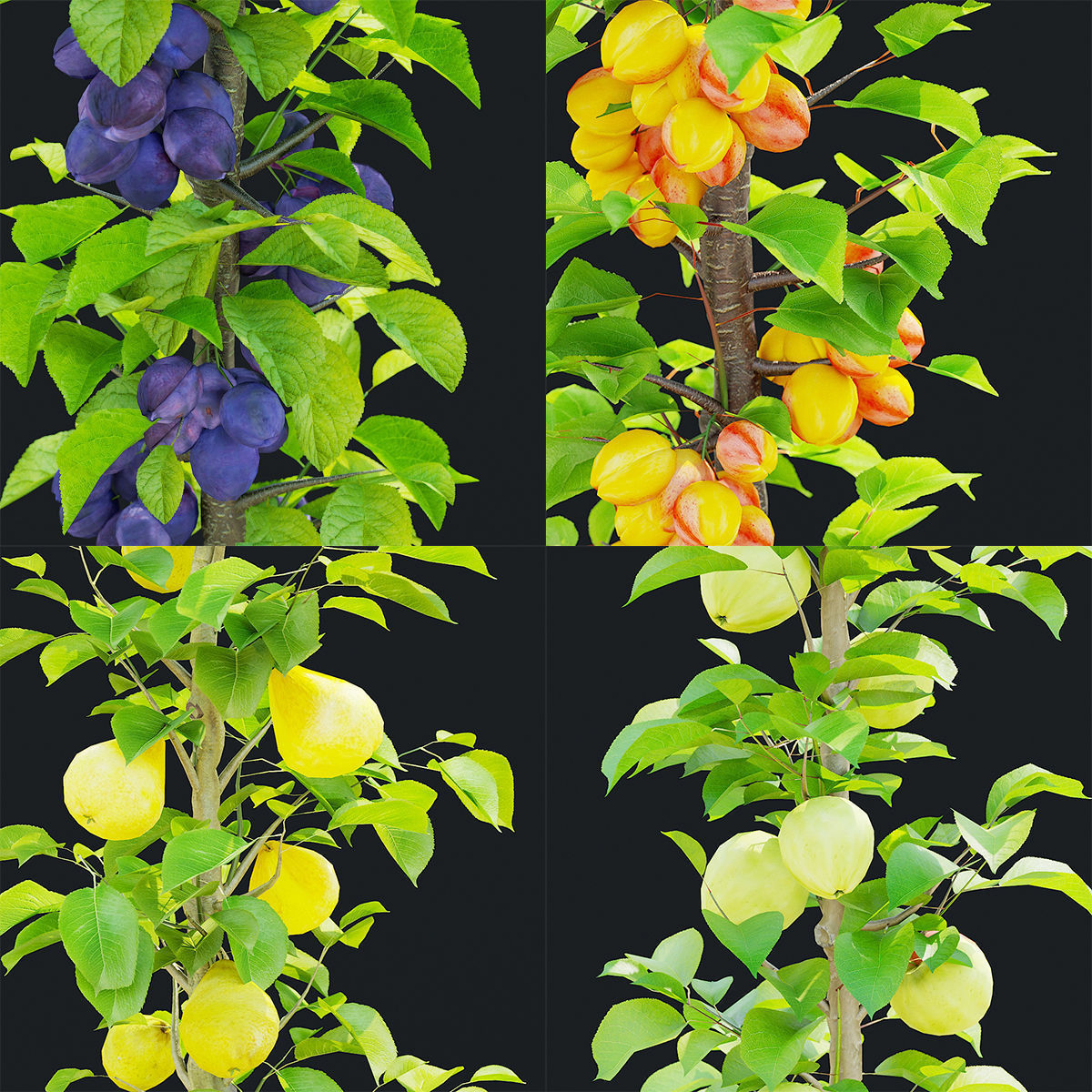 Columnar fruit trees 3D model_1