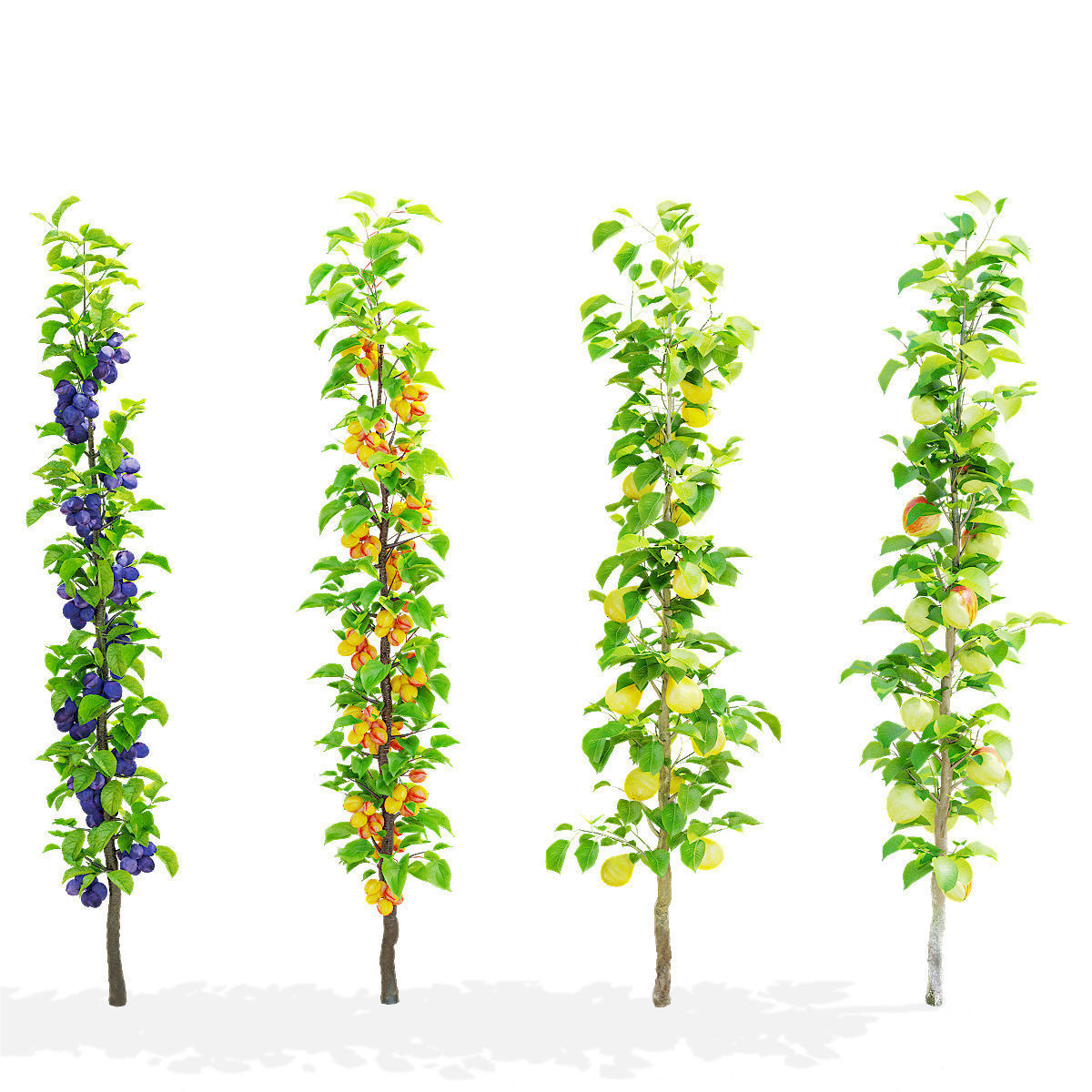 Columnar fruit trees 3D model_4