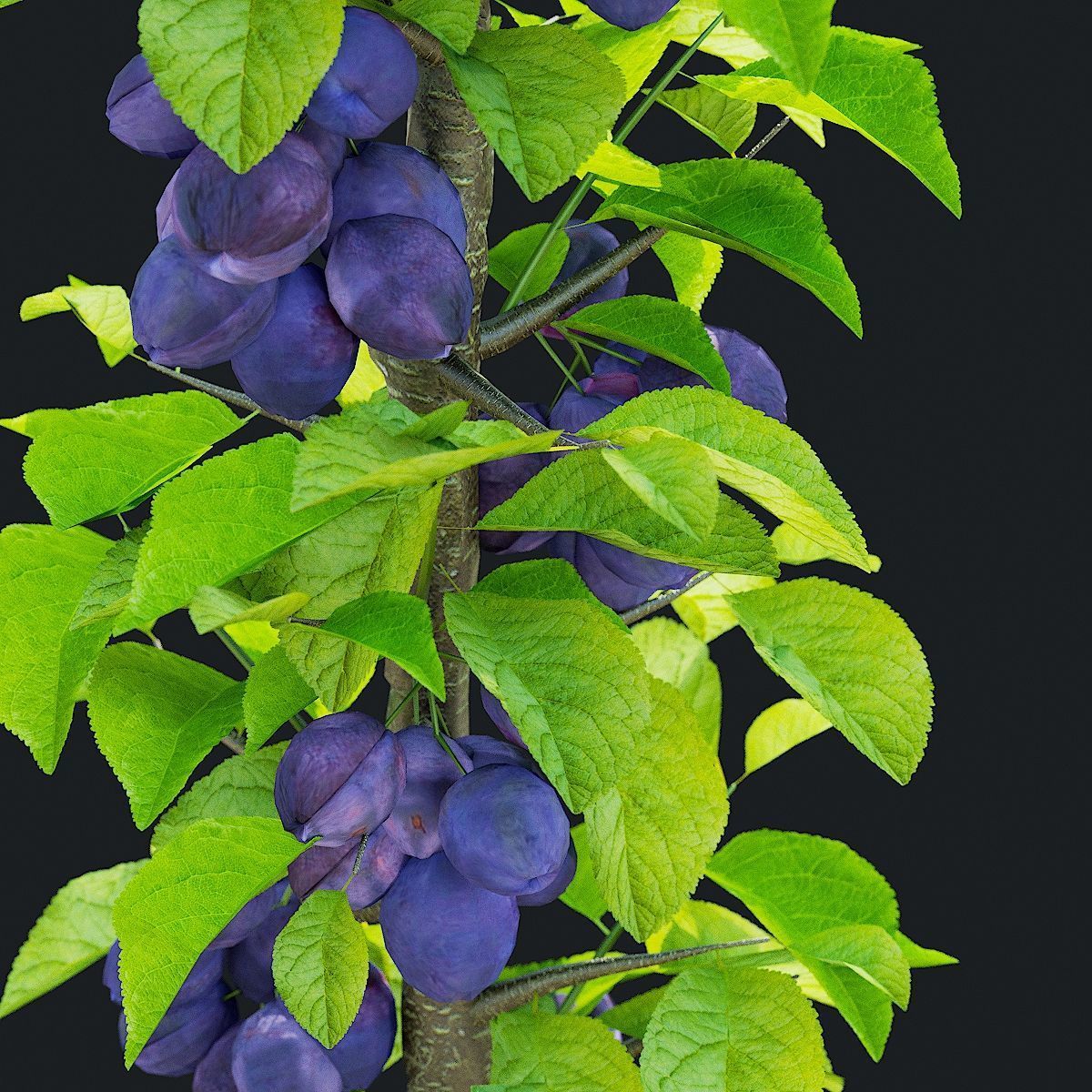 Columnar fruit trees 3D model_9