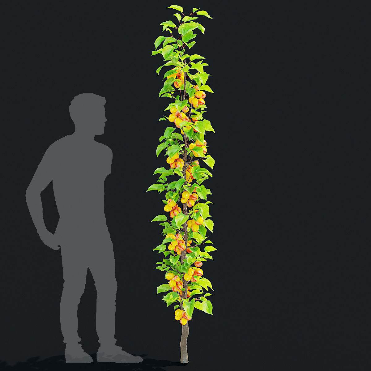 Columnar fruit trees 3D model_6