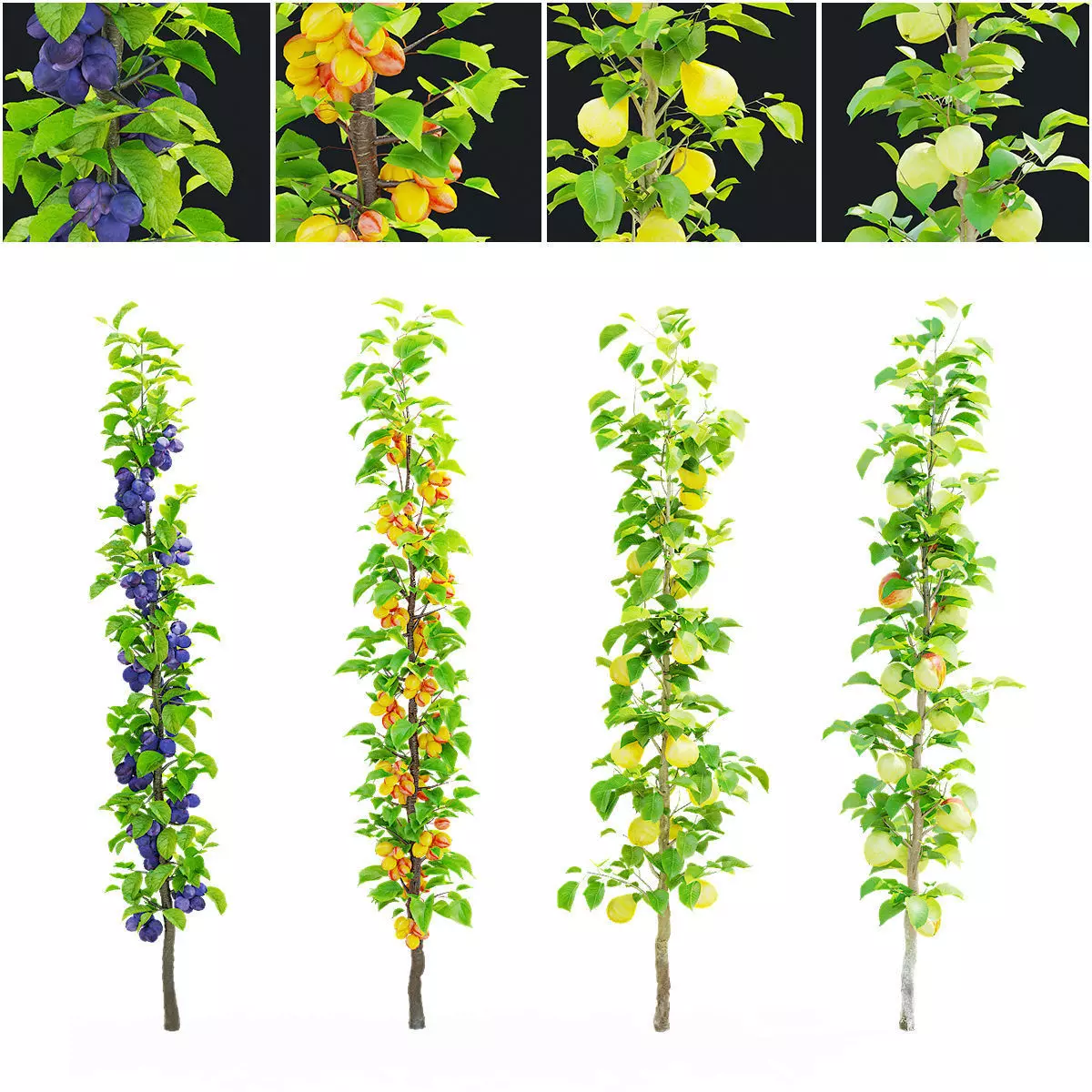 Columnar fruit trees 3D model_0