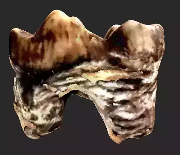 3D Scan of Cave Bear Molar Tooth 