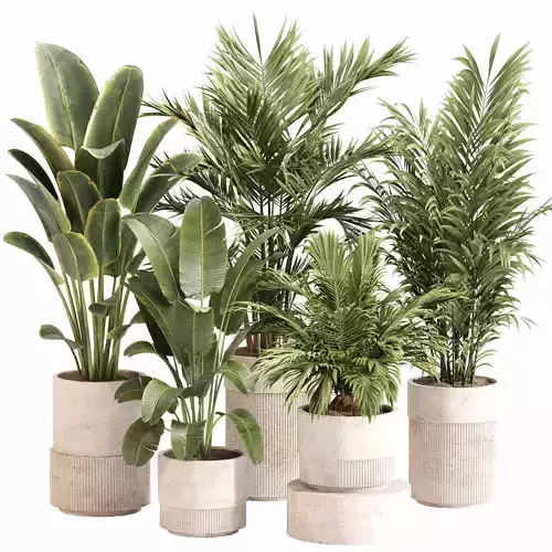 Indoor Plant Set 0112
