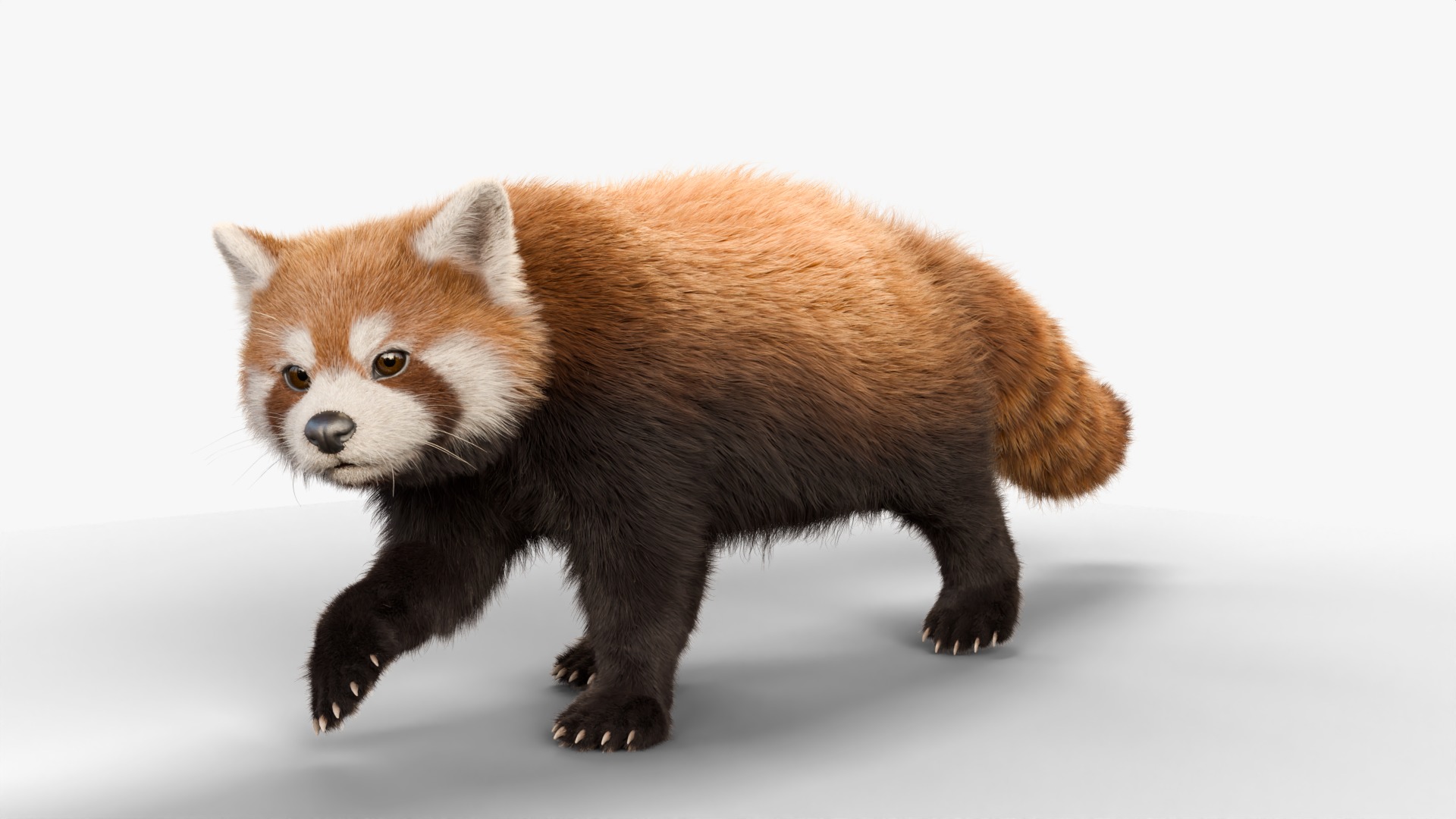 Red Panda Rigged Animated 3D model_14