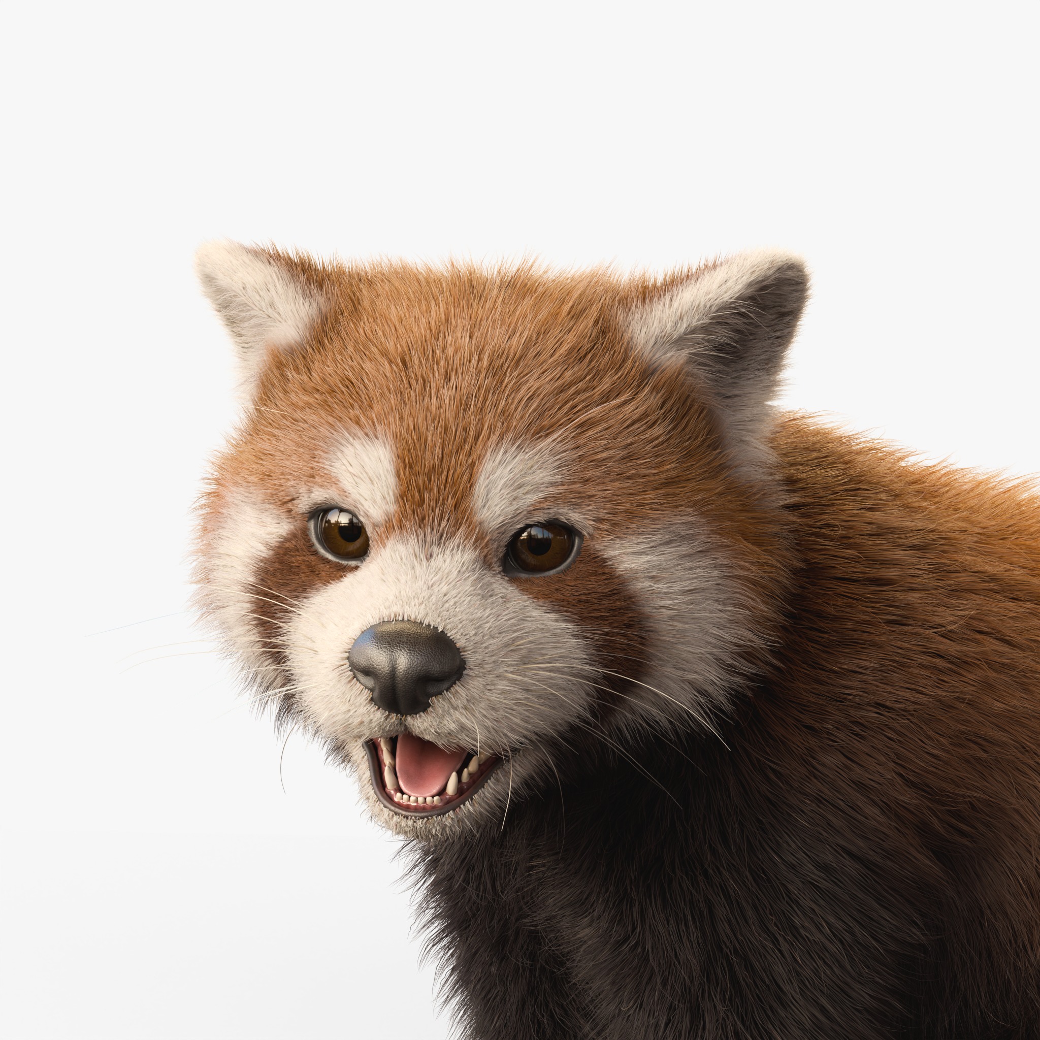 Red Panda Rigged Animated 3D model_8