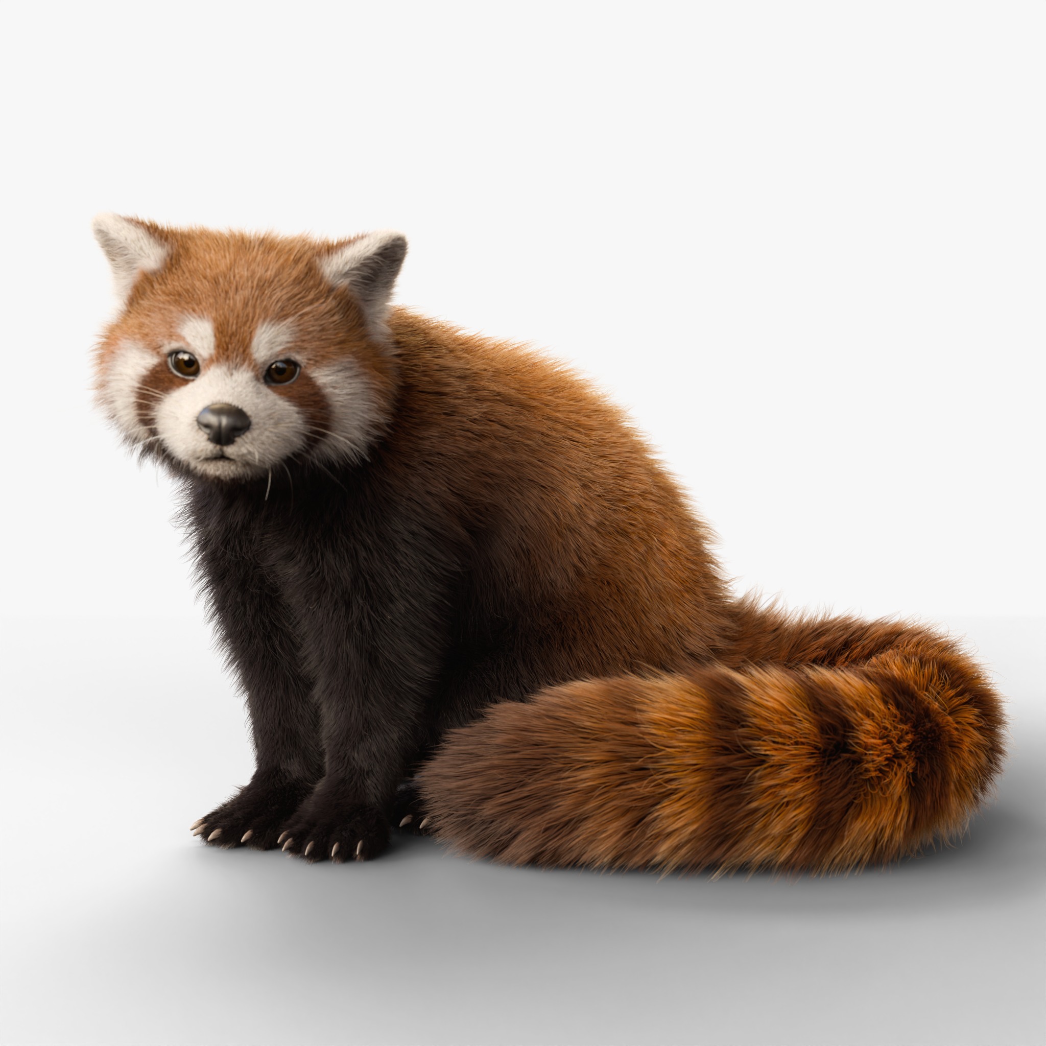 Red Panda Rigged Animated 3D model_9
