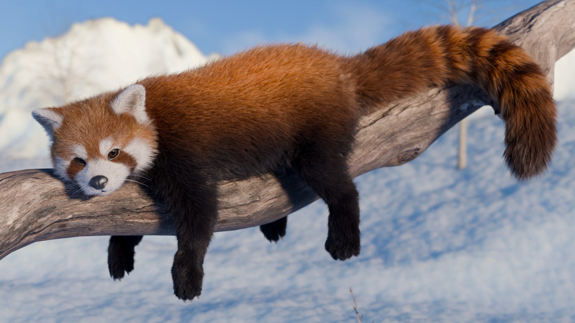 Red Panda Rigged Animated 3D model_5