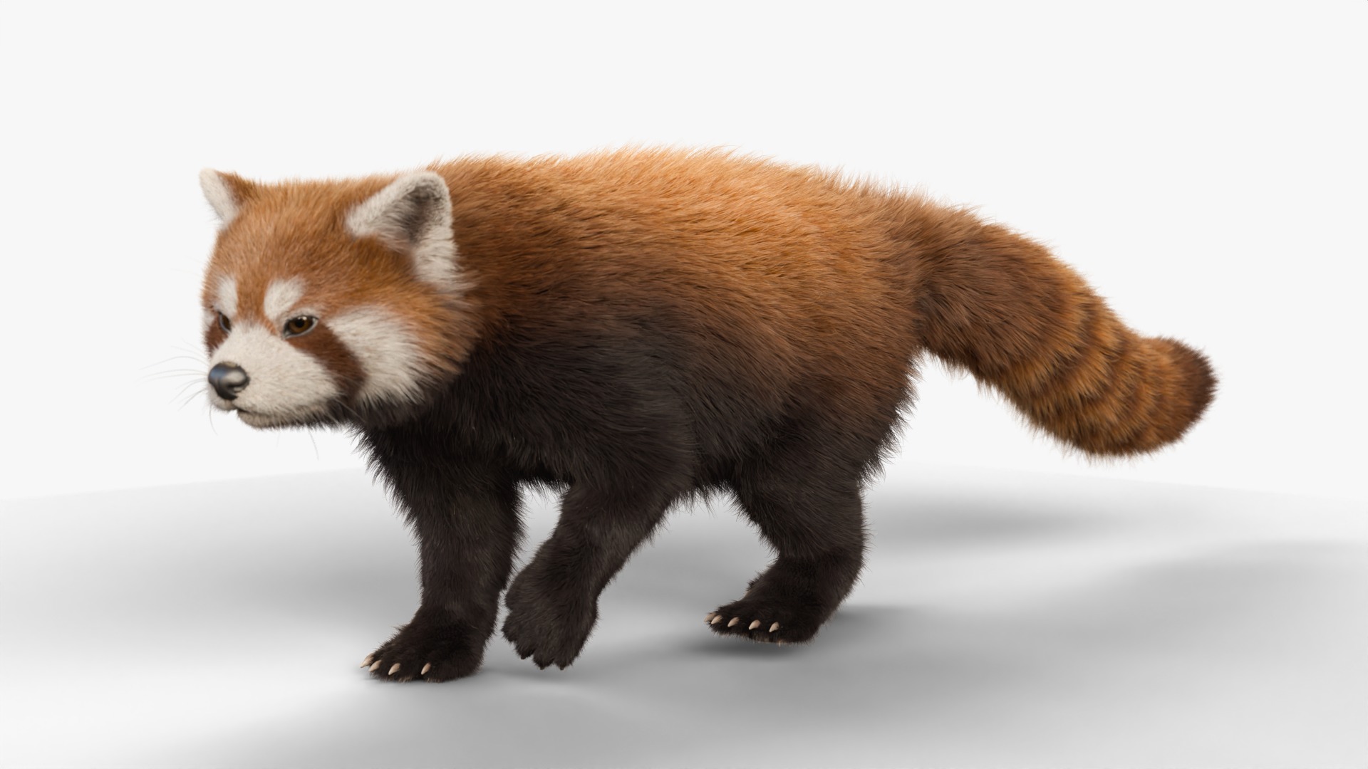 Red Panda Rigged Animated 3D model_15