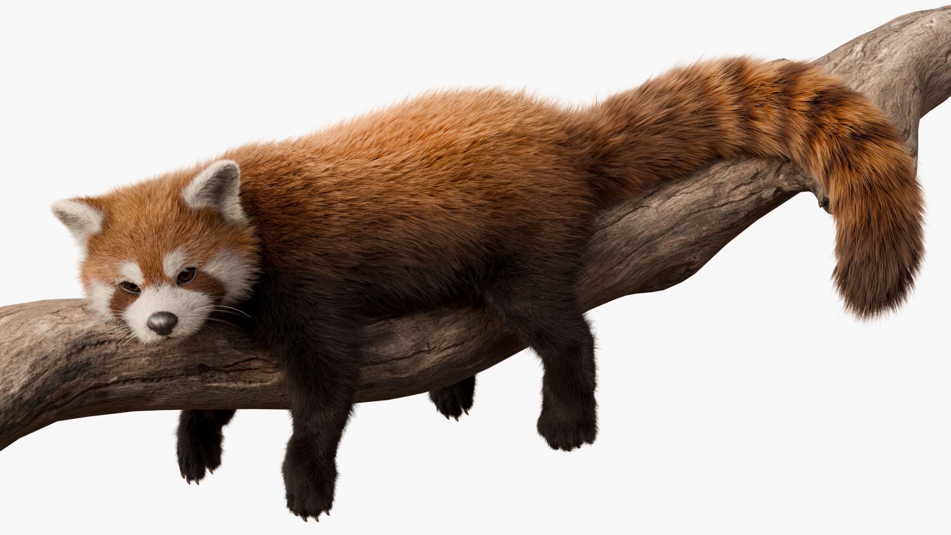 Red Panda Rigged Animated 3D model_11