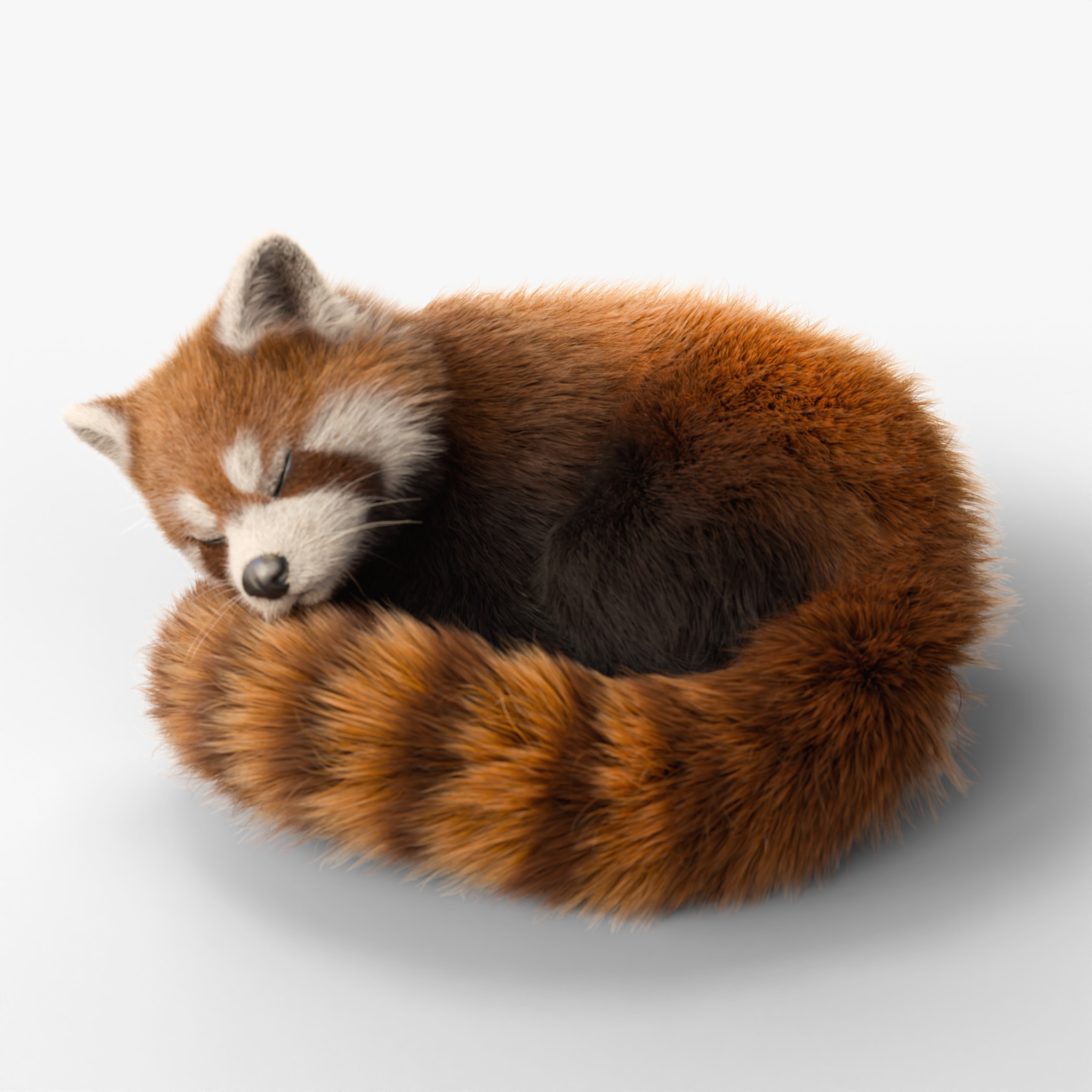 Red Panda Rigged Animated 3D model_10