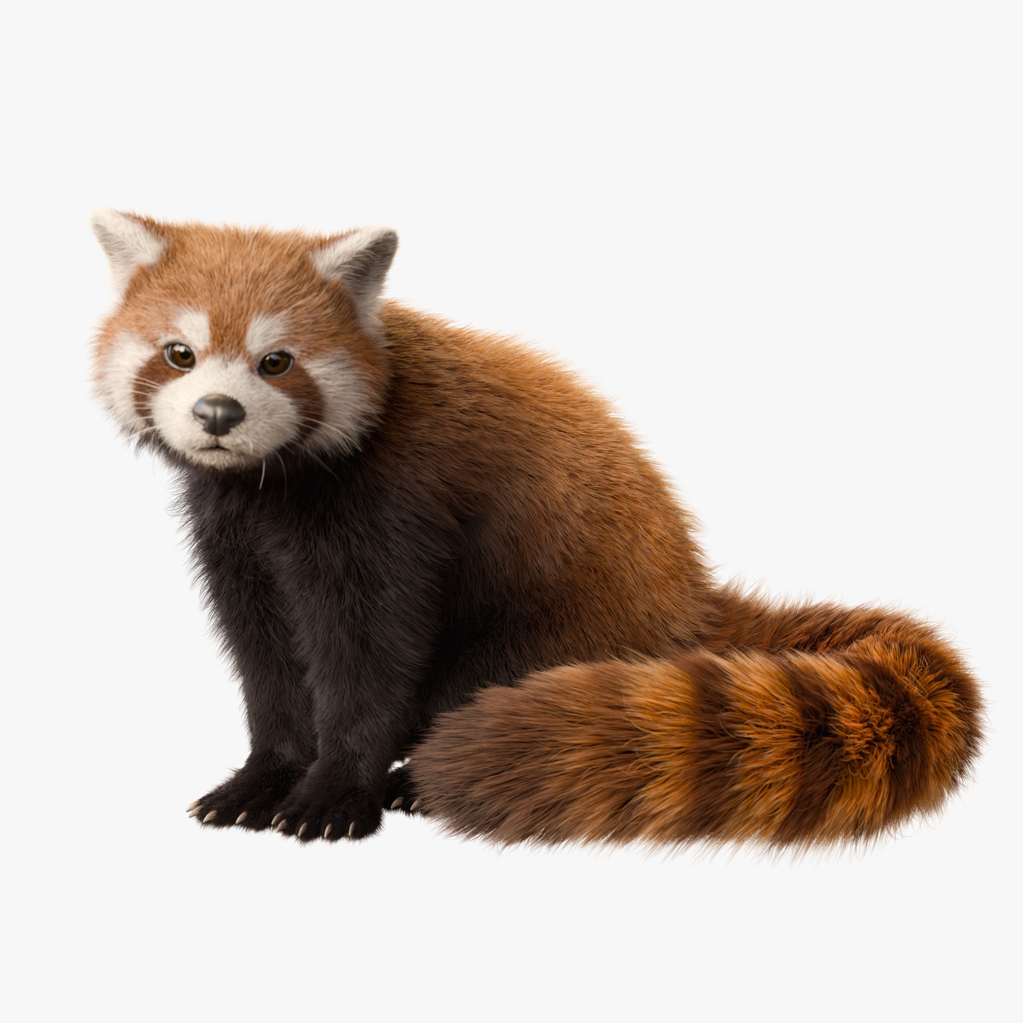 Red Panda Rigged Animated 3D model_2