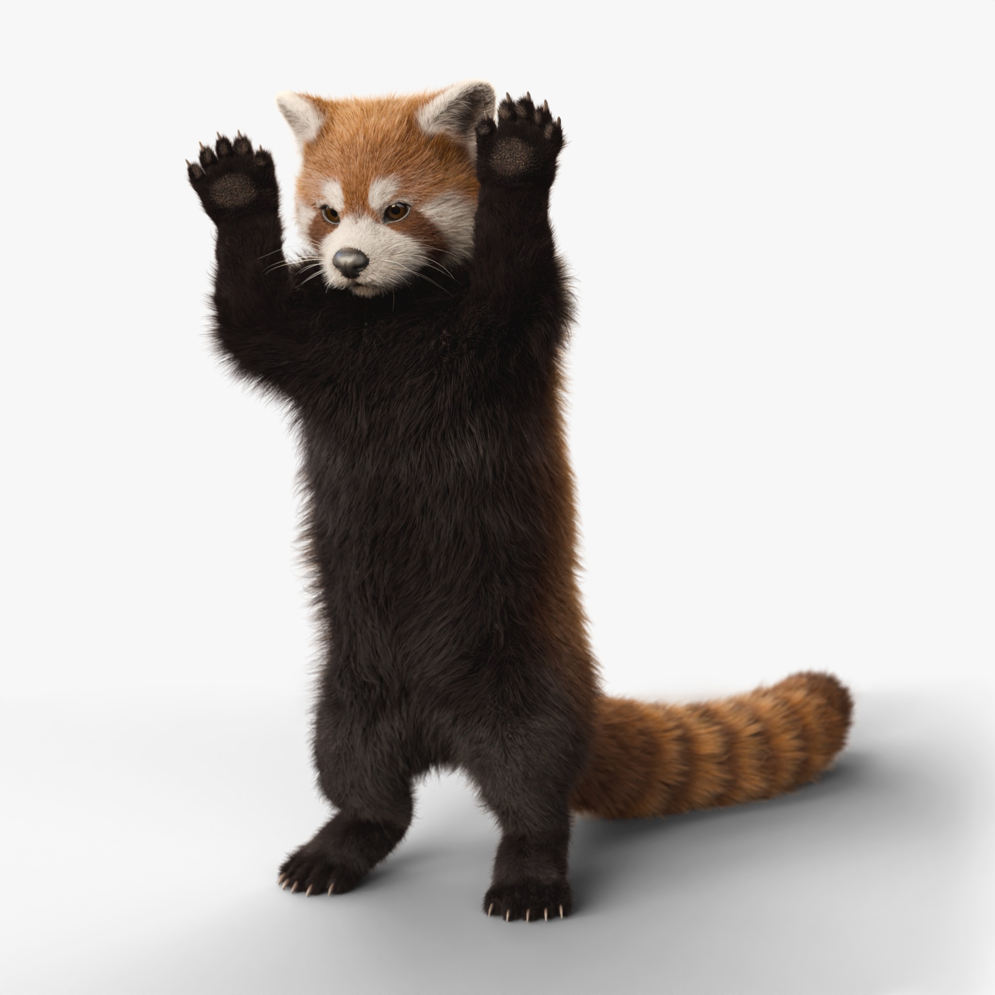 Red Panda Rigged Animated 3D model_12
