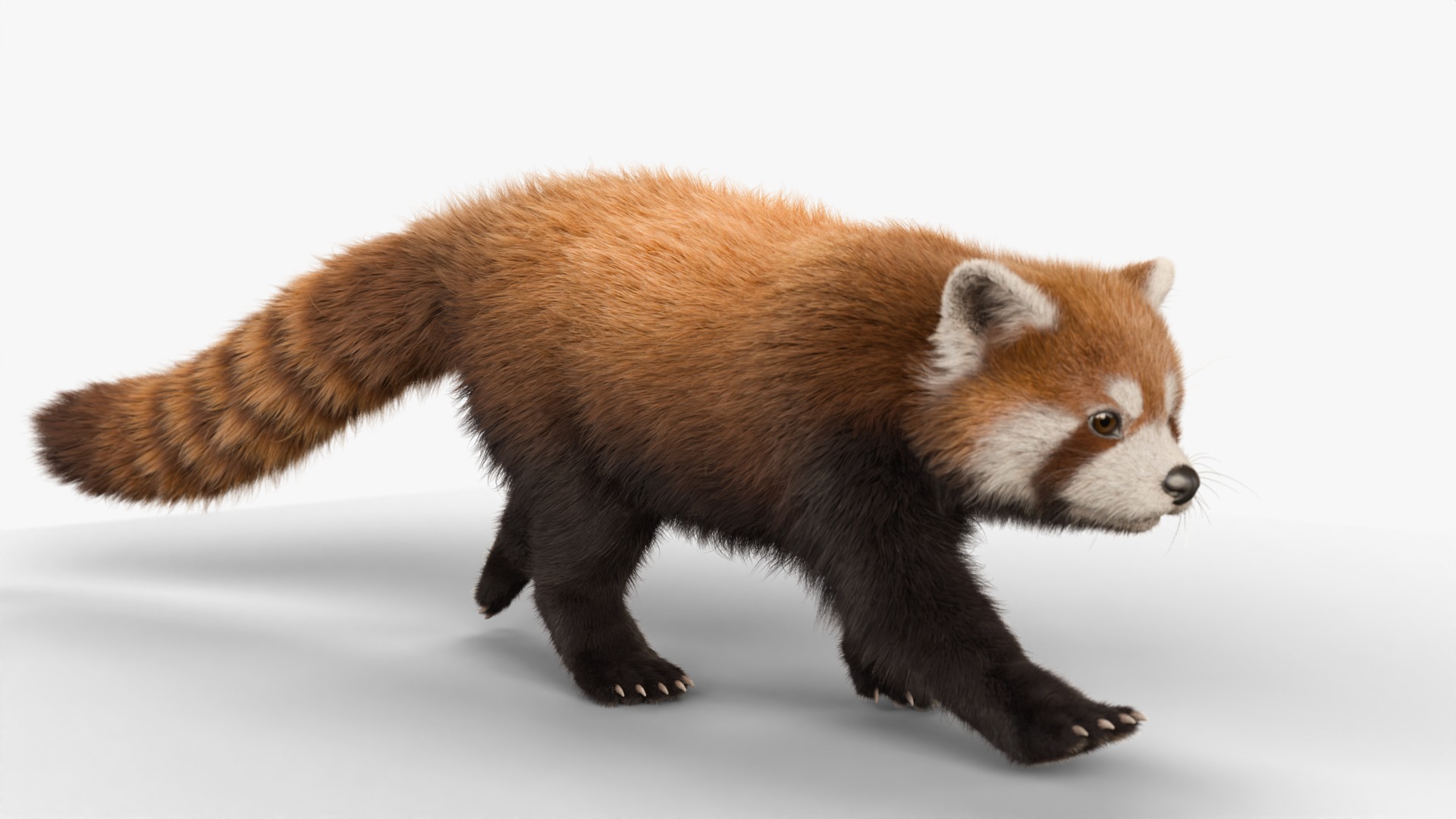 Red Panda Rigged Animated 3D model_16
