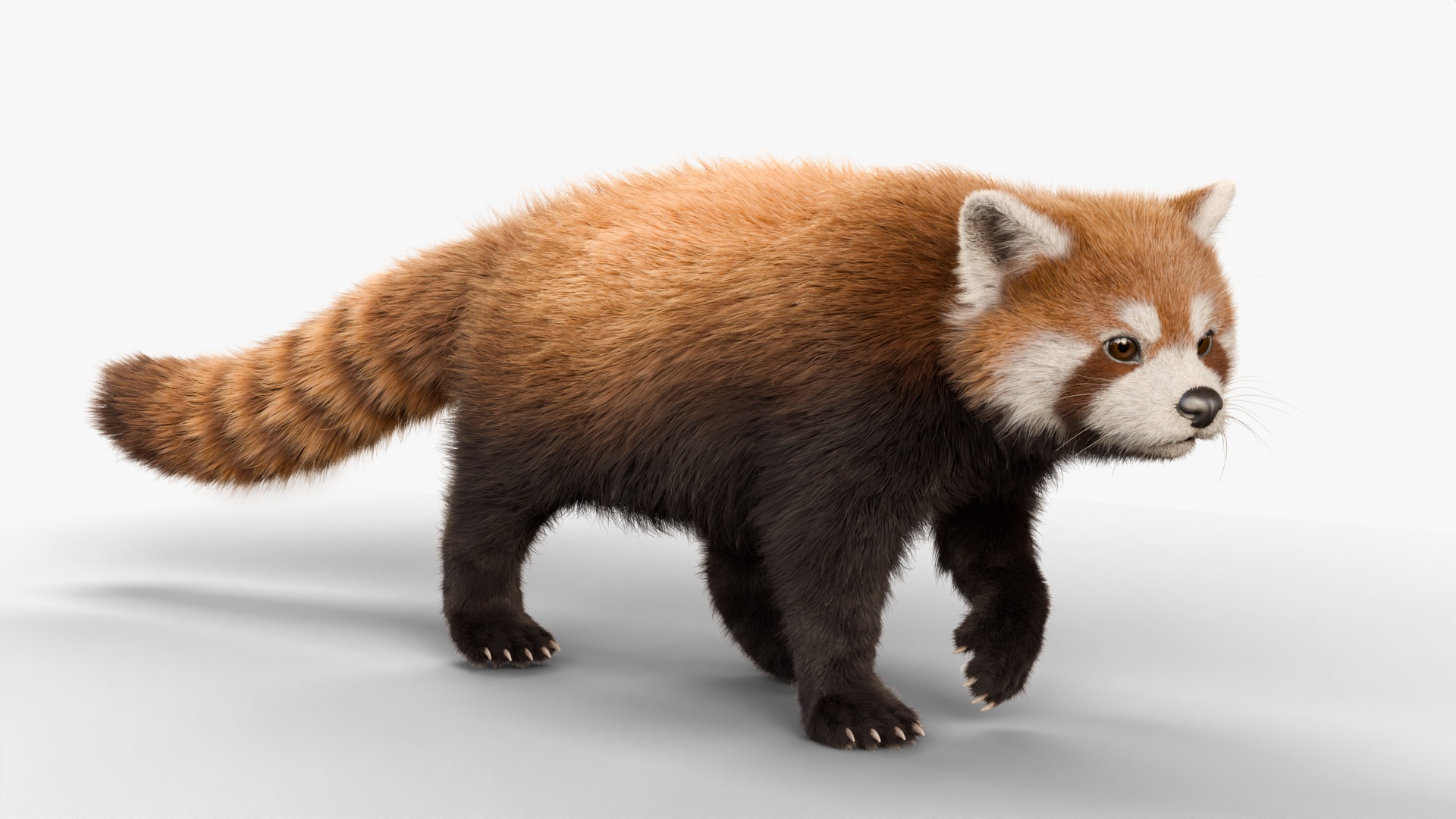 Red Panda Rigged Animated 3D model_13