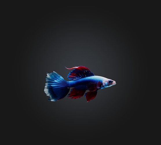 Siamese fighting fish Low-poly 3D model